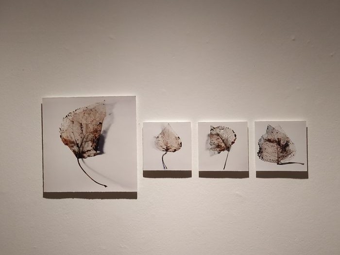 Fotografía Artística - Julia González Liebana Fotografía Artística - Julia González Liebana